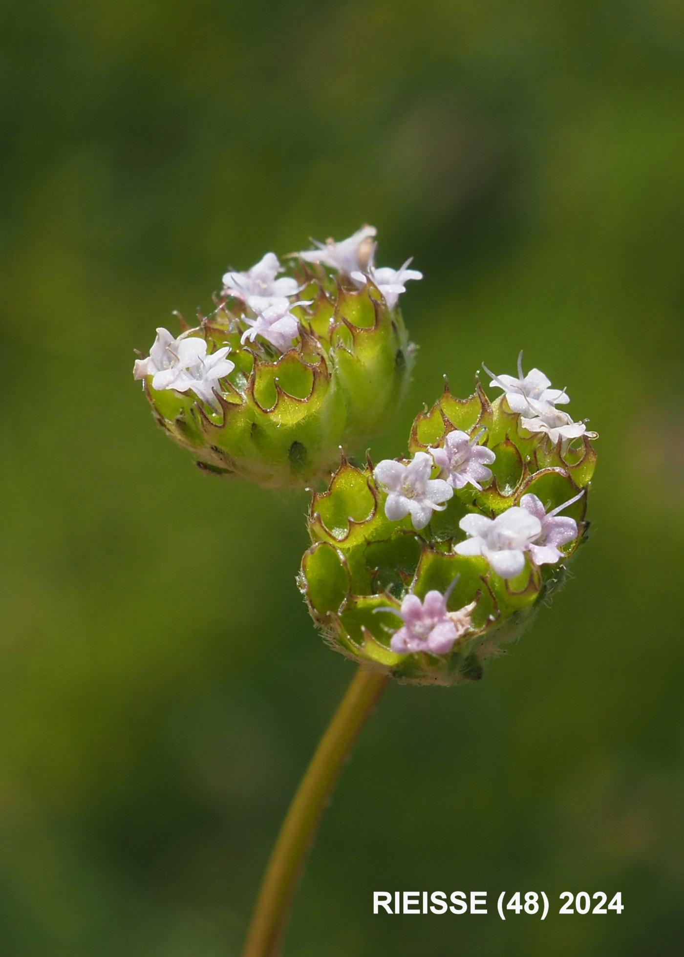 Lamb's Lettuce flower